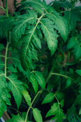 Tomato seedlings, gruwth
