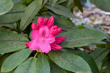 Fuchsia Rhododendron Bud 01