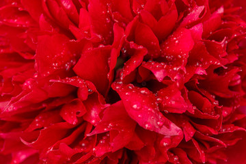 Red Peony