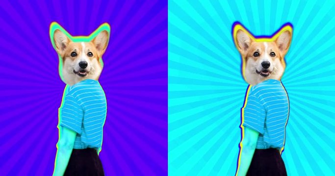 4K Minimal animation motion design. Pretty funny corgi face on dancing girl. Strip lover vibes. Pop and dance mood