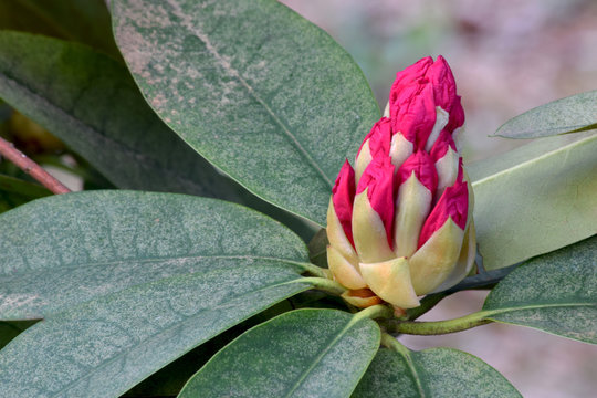 Rhody Bilder – Durchsuchen 298 Archivfotos, Vektorgrafiken und Videos ...