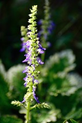 コリウス 紫の花