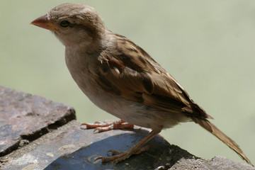 Ein Spatz auf einer Mauser.