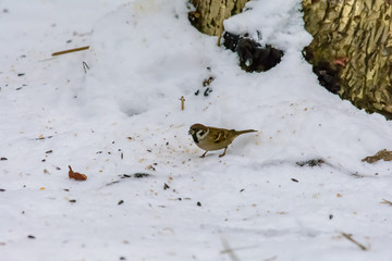 Forest birds live near the feeders in winter