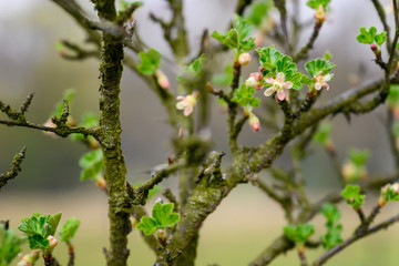 Gooseberry flowers with green leaves on a twig.