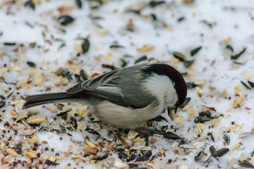 Forest birds live near the feeders in winter