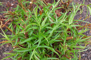 Penstemon hybr. (Andenken an F. Hahn), outdoor plants 2020