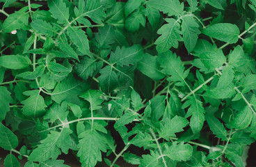 Seedling tomato leaf macro