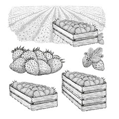 Big set. Strawberry berries in wood box on the field, wood boxes with berry. Vector illustration in sketch style isolated on a white
