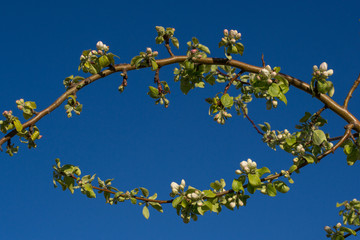 Apple tree branch in bloom. Beautiful nature scene with blooming trees. Frame of branches. Beautiful orchard. Springtime
