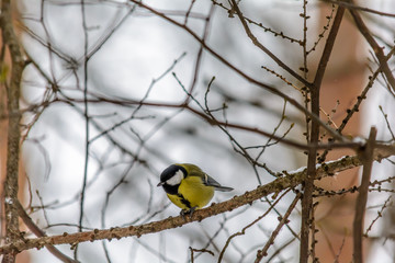 Forest birds live near the feeders in winter