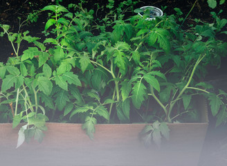 seedlings of tomato in paper box
