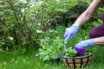 Naklejka premium A young woman is gardening. plant flowers in flower pots