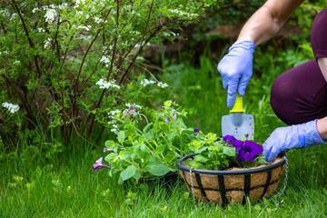 Fototapeta premium A young woman is gardening. plant flowers in flower pots