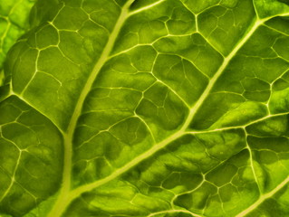 Close up of a green leaf texture 