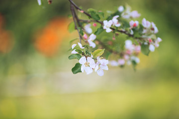 Blooming tree on bright green background