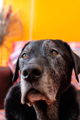 portrait of old black labrador dog