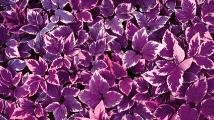 growing bushes with leaves Aegopodium podagraria in the garden, top view