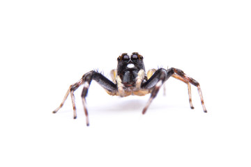 jumping spider isolated on white background.