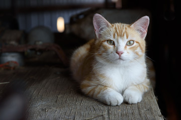 farm cat in a barn