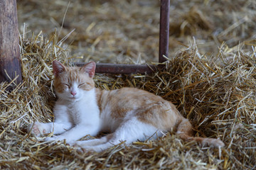  sleeping cat lying on the straw