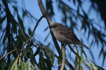 sparrow on a branch