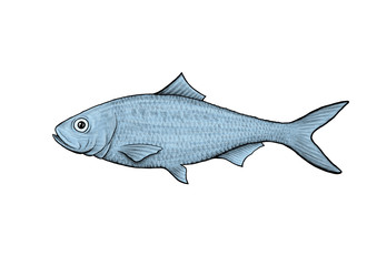 Fish illustration