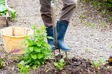 Mature woman hand taking out weeds plants from earth in garden