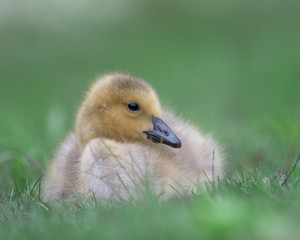 Newborn baby Canada goose gosling sitting on green grass