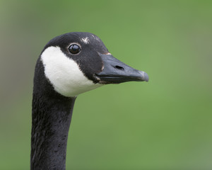 Adult Canada goose closeup portrait against clean green background