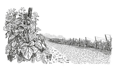 Vineyard landscape with closeup bush of grape on first plan and stone road in the center. Vector illustration in sketch style isolated on white background
