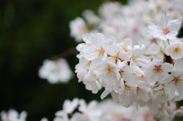 cherry blossam Sakura of Japan