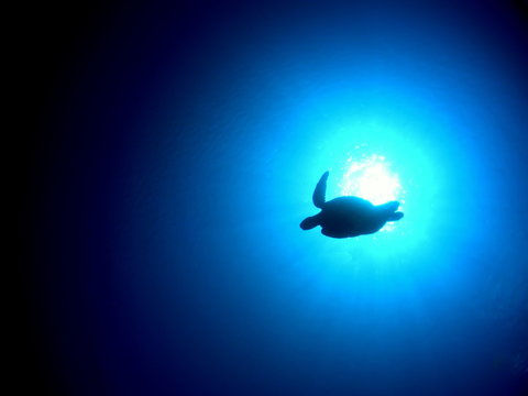 turtle in the sea
