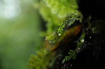 Green moss with water drop in Japan