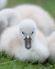 Newborn baby cygnet swan full body portrait on green grass © gnagel