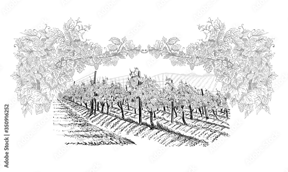 Canvas Prints vineyard with farm on horizon inside of decorative arc from grapes and vines. landscape hand drawn i