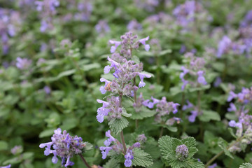 Nepeta racemosa (Little Titch), outdoor plants 2020