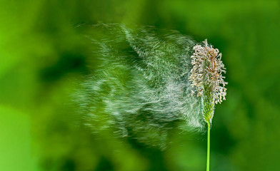 Gräserpollenflug, Windbestäubung durch Pollenflug, Gräserpollenwolke fliegend, Graspollen...