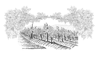 Vineyard with farm on horizon inside of decorative arc from grapes and vines. Landscape hand drawn in sketch style. Vector illustration isolated on white