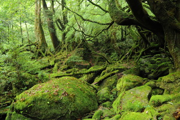 beautiful forest of Yakushima island in Japan