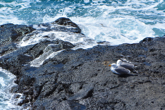 Seagulls sit on the cliffs by the sea