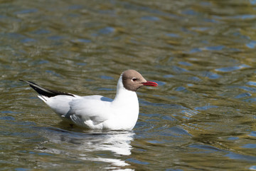 Black-headed gull.
