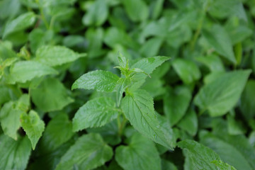 Campanula punctata (Alba), outdoor plants 2020