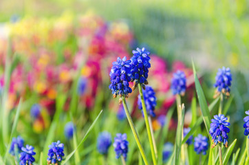 Close up of delicate blue muscari or grape hyacinth  flowers.