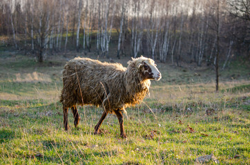 Sheep walking alone on a sunny meadow