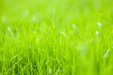 Lawn from young grass. Copy space for text.