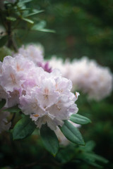 Soft Focus Pink and White Rhododendron in a Rainy Garden