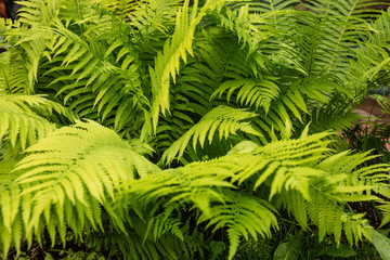 Beautiful pattern of green fern leaves, in natural sunlight. the natural background. selective focus.