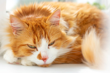 Red cat on a white windowsill. Cat portrait