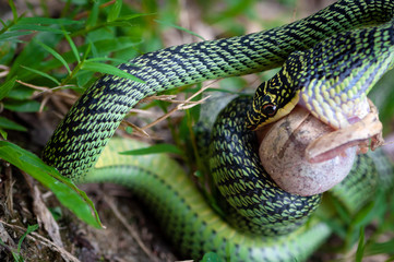 Green palm snake eating a frog
